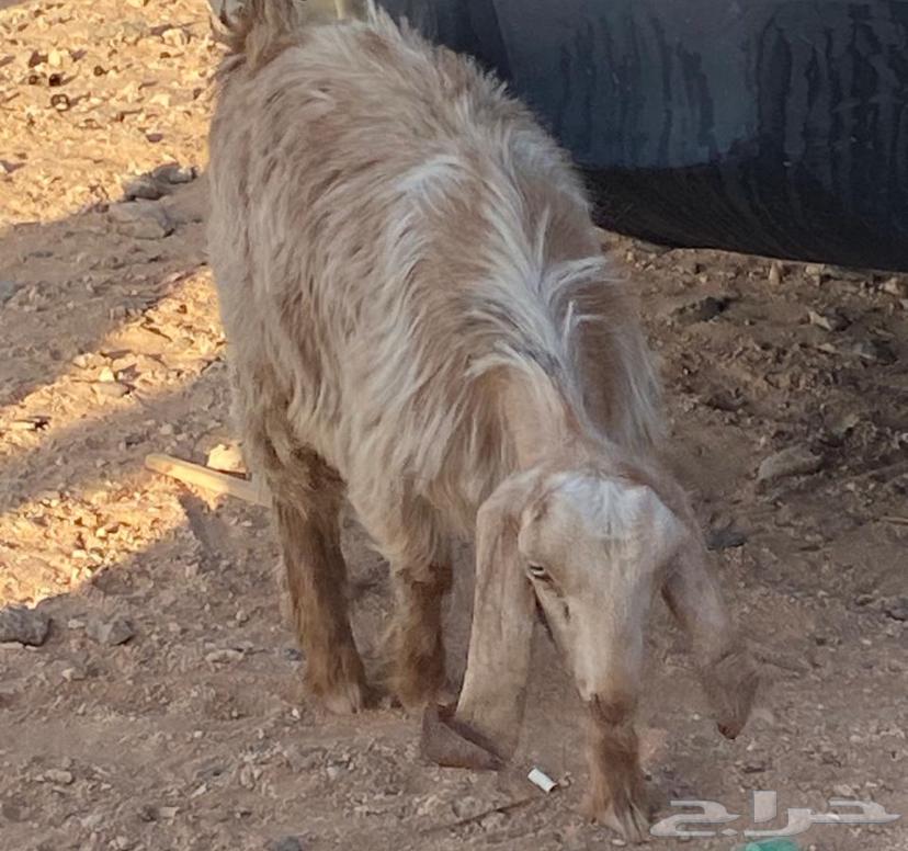 جفره للبيع العمر 3 شهور63672347784577110