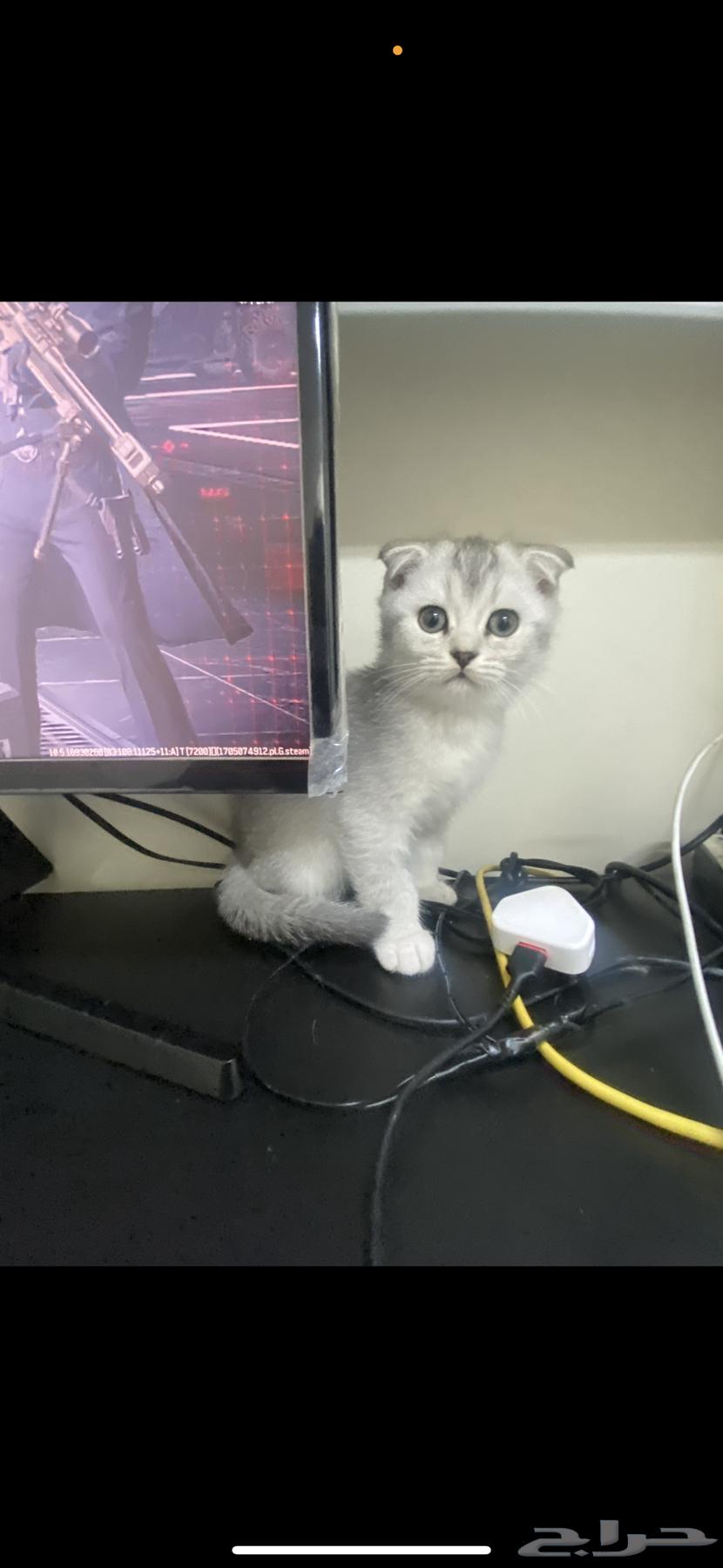 Urgently selling cat Scotch at the lowest price63673474434434111