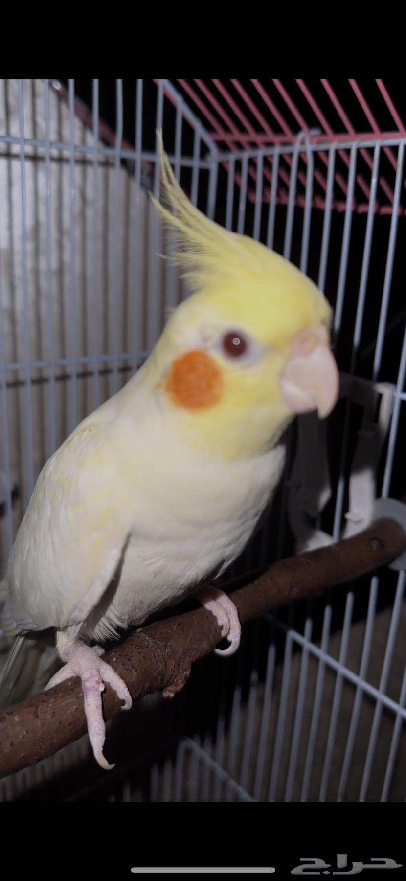 Cockatiel Bird63674722574339111
