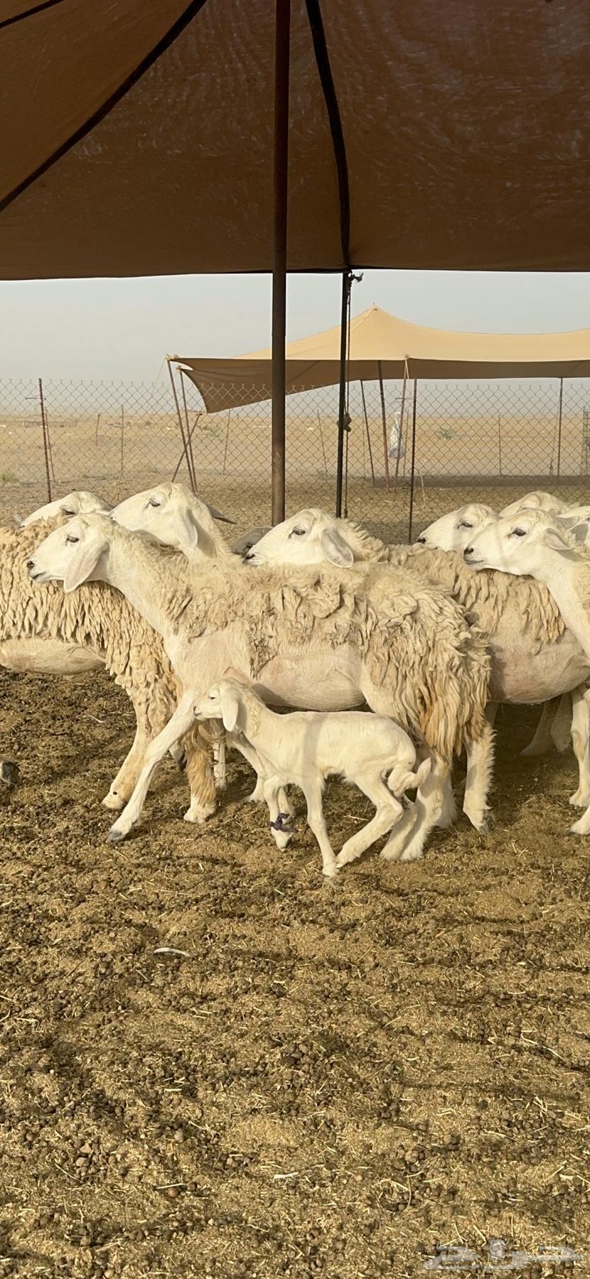 غنم حرية رخال حررش مراح واحد 18 بلفحل63670266477443112