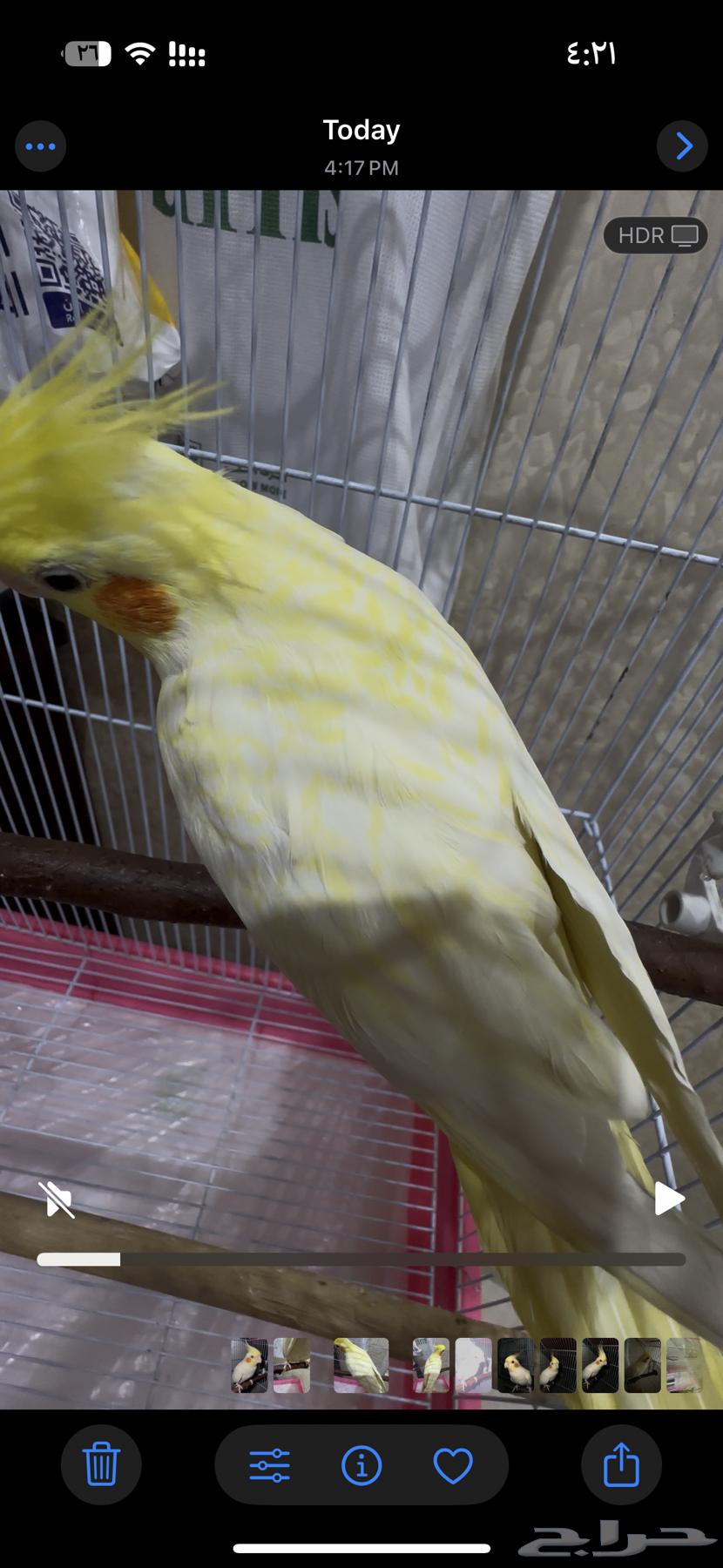 Cockatiel Bird63674722574339110