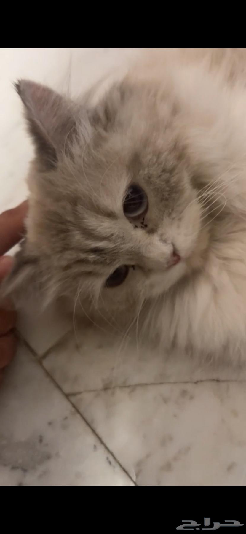 Kittens for 25063673474427011110