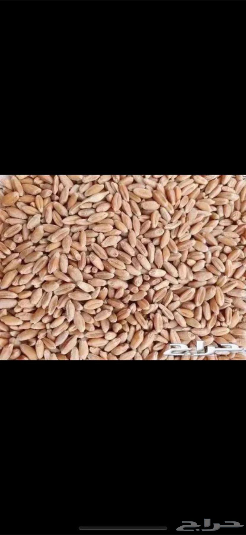 للبيع معيه بر بدون كيماوي63671318482819110