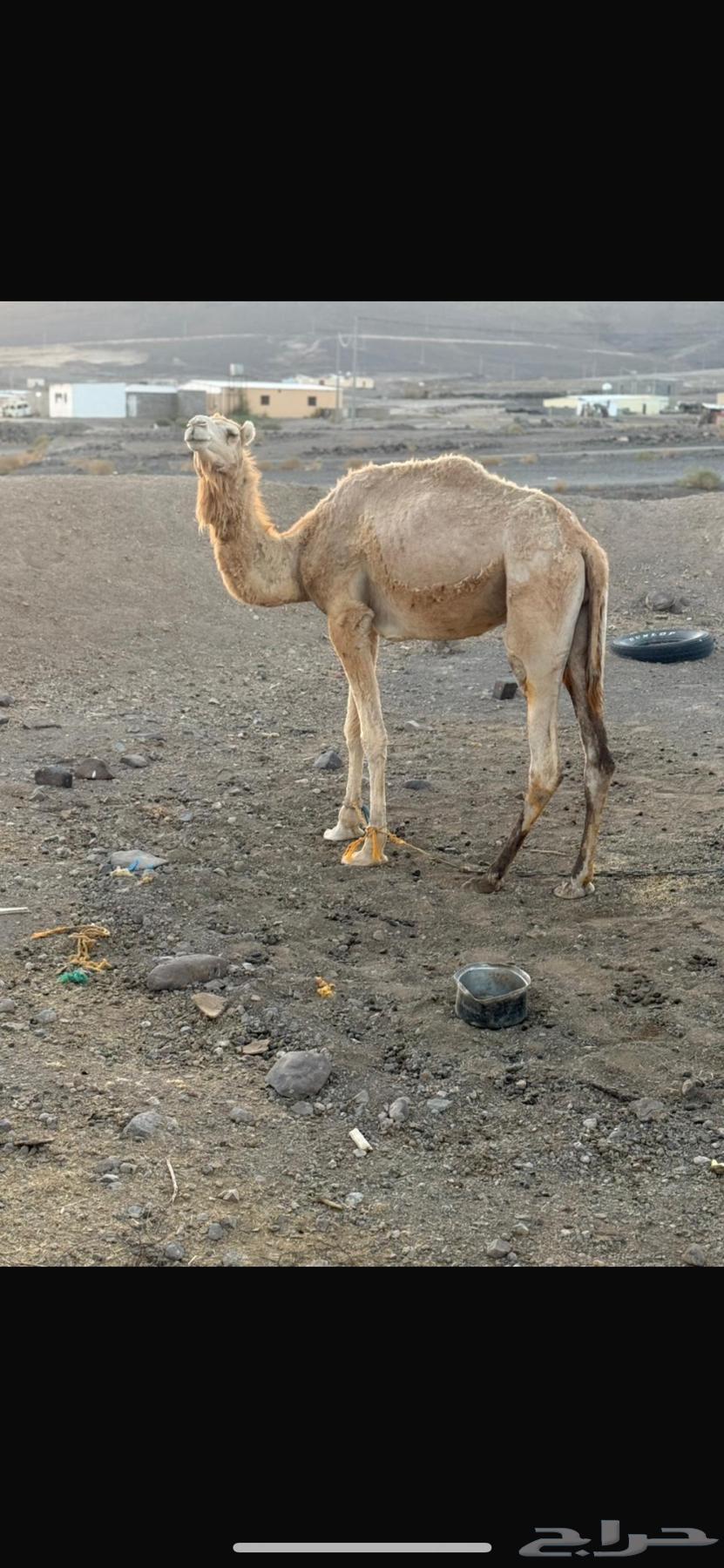 للبيع قعود حر بشهادة63675513155073110