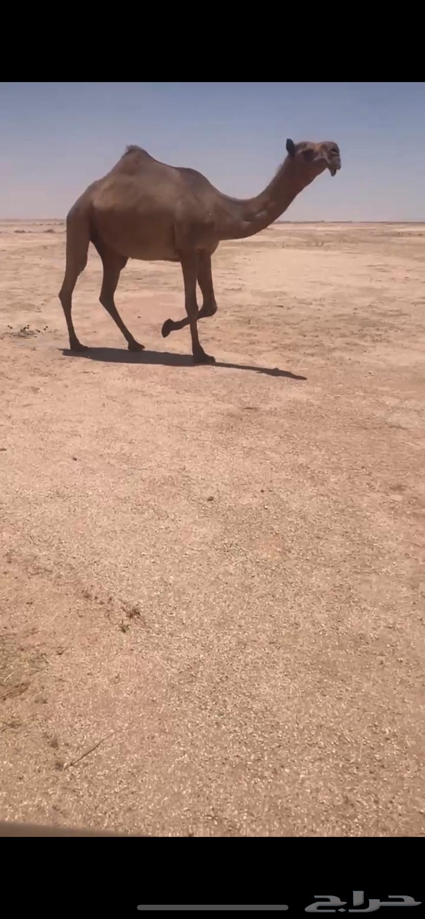 للبيع الصفرا خفوت مسحوب ولده سنها رباع وعلى جميع الشروط63673738762243110