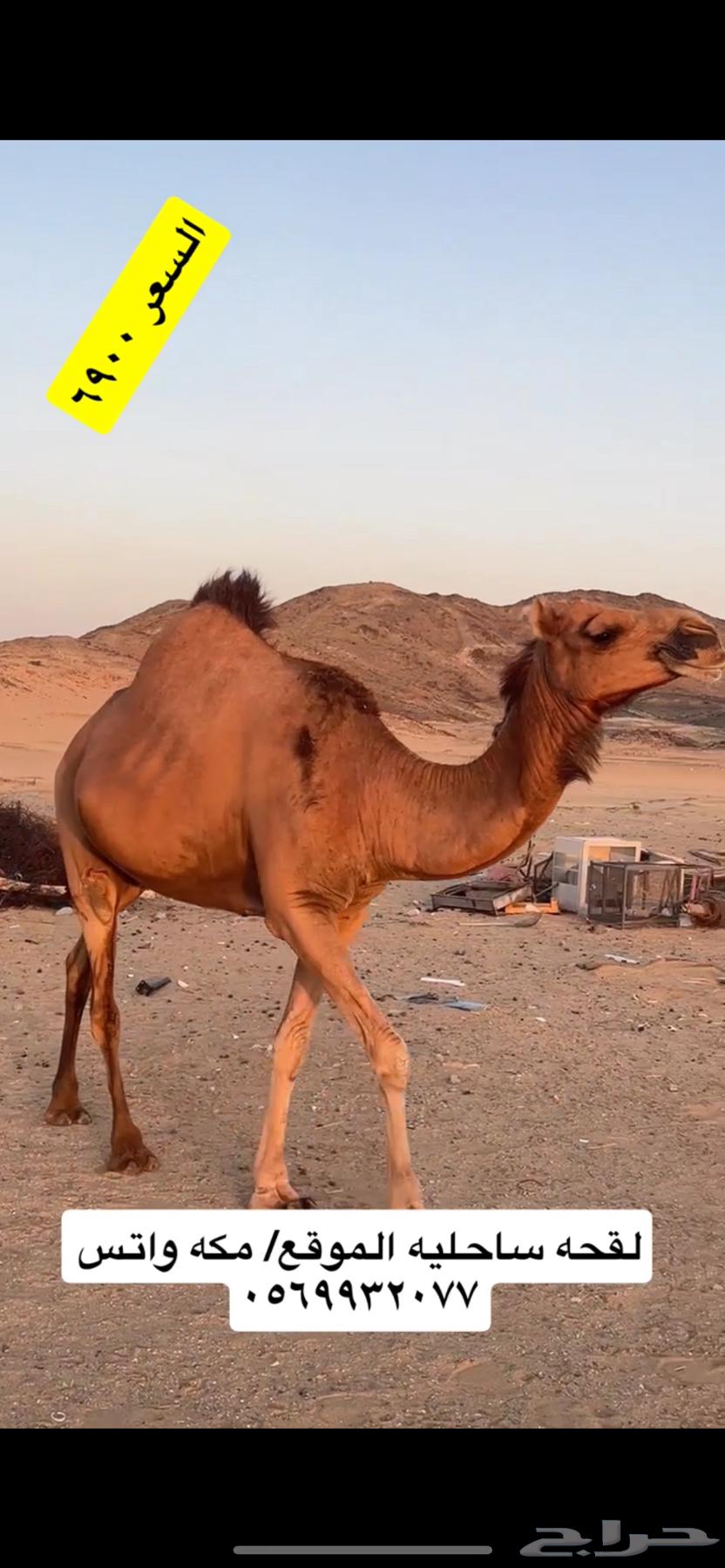 ناقه لقحه جنب(( تم البيع ))63668290449282114
