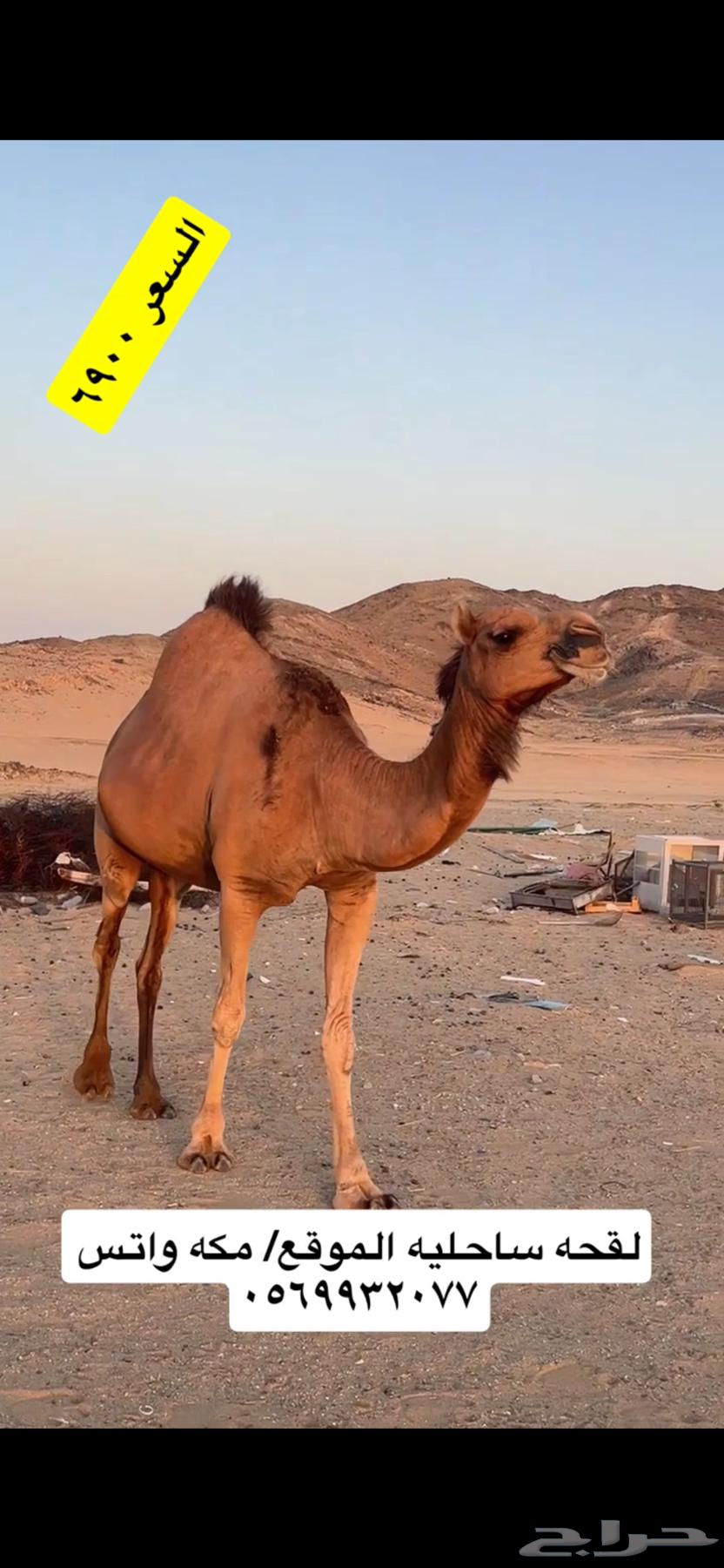 ناقه لقحه جنب(( تم البيع ))63668290449282112
