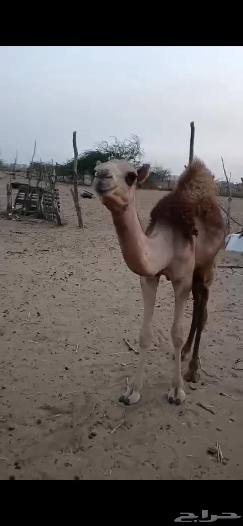 قعودين شحم للبيع63668529949187112