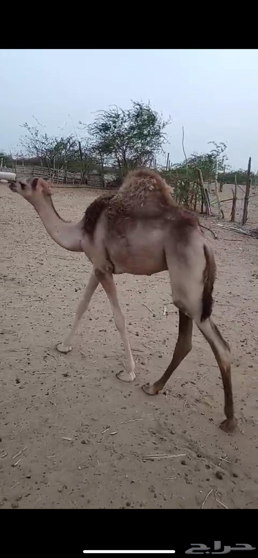قعودين شحم للبيع63668529949187110