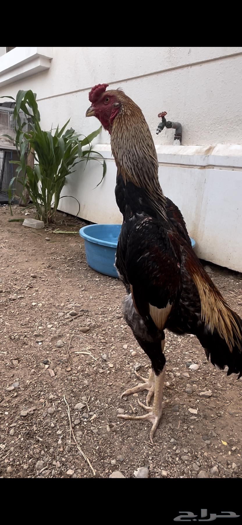 Japanese Shamo Rooster (Sold)63667807488897111