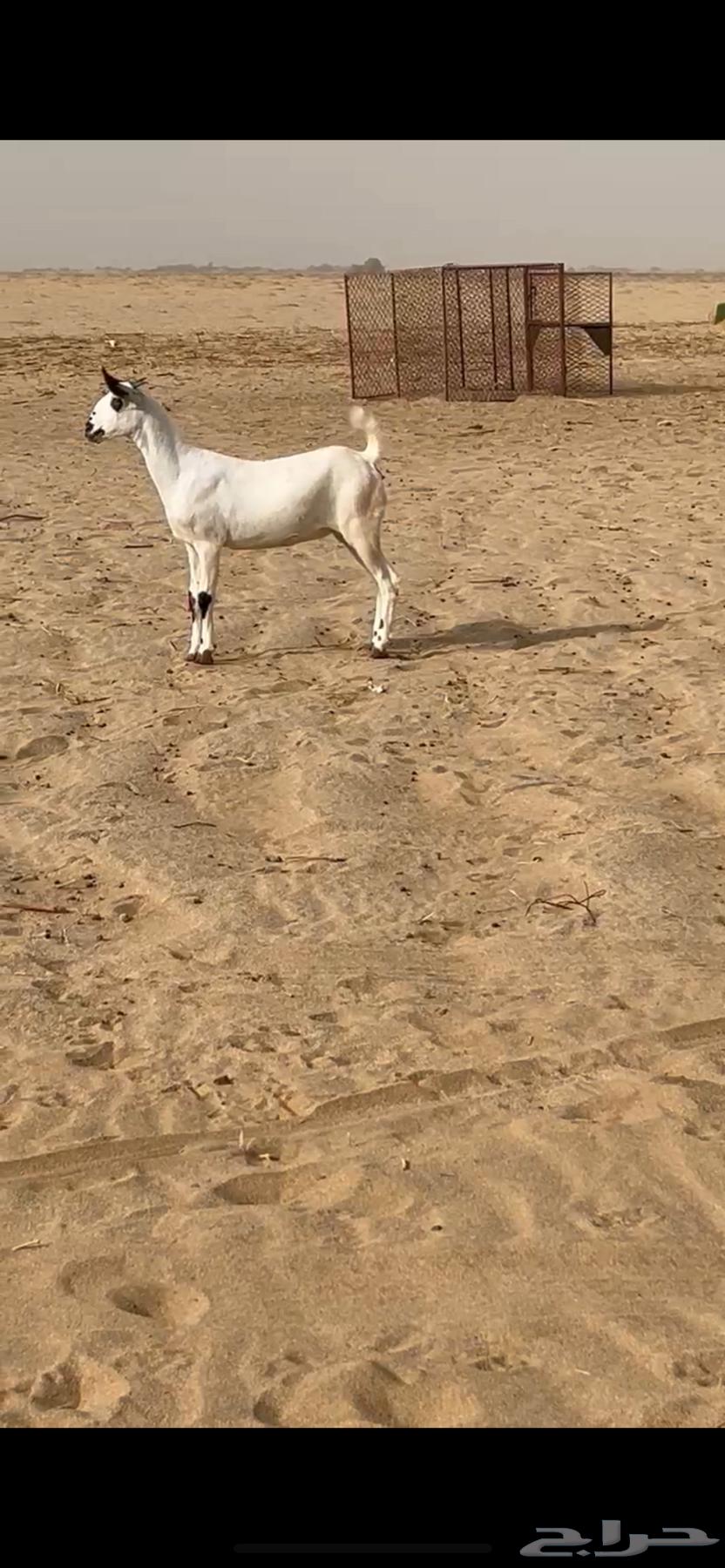 جفره بيشيه فاخره تم البيع63671138693121111