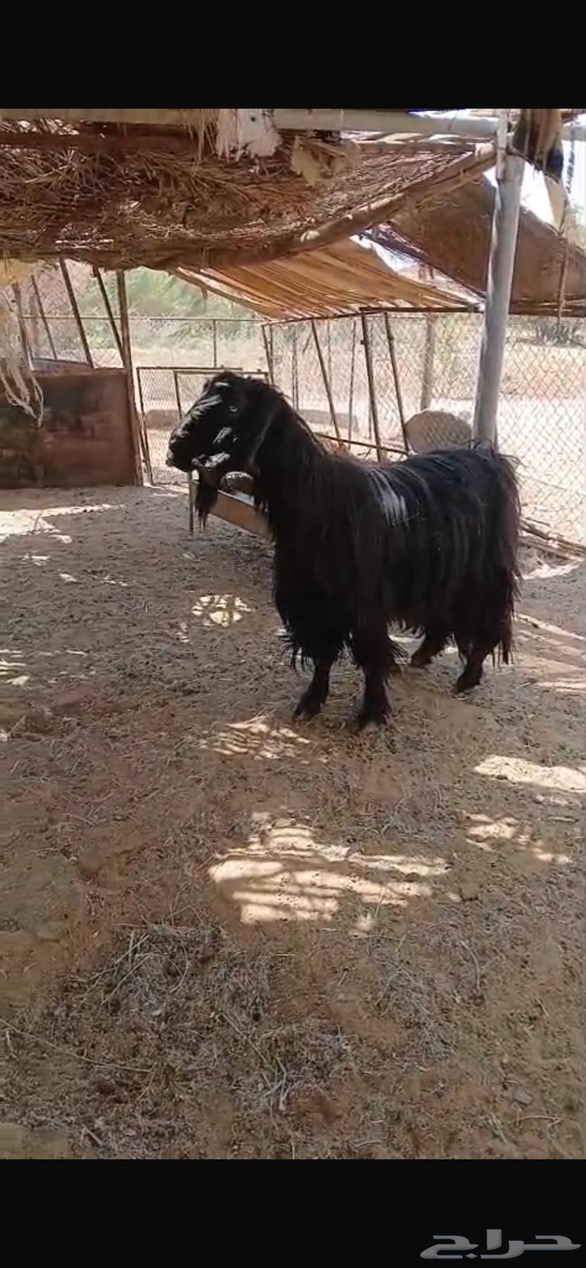 Guaranteed Male Goat63671829422338111