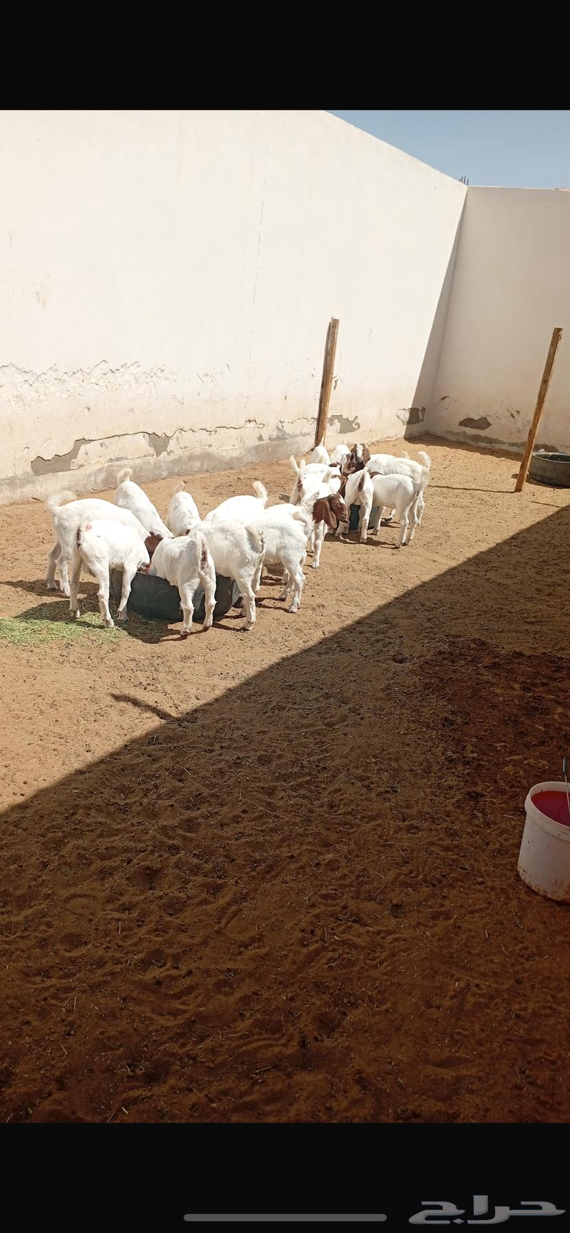 ( تم البيع ) جفار بورقوت63670623109121112