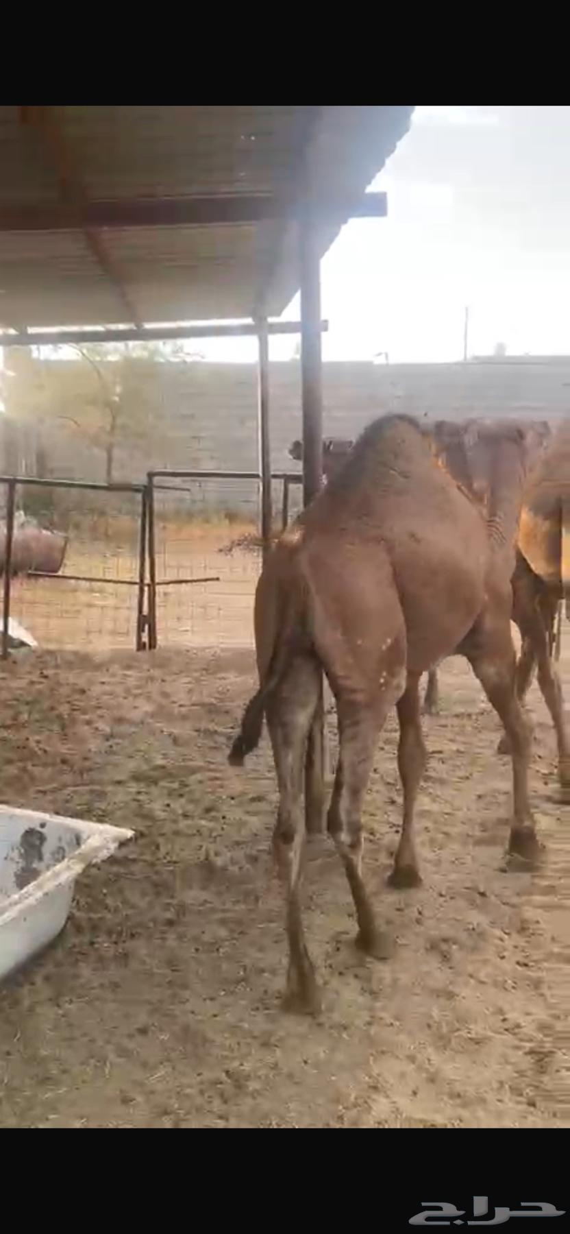 Red Seated Camels63673562342017112