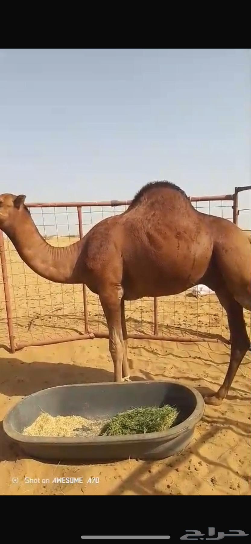 قعود احمر ساحلي63669916887681111