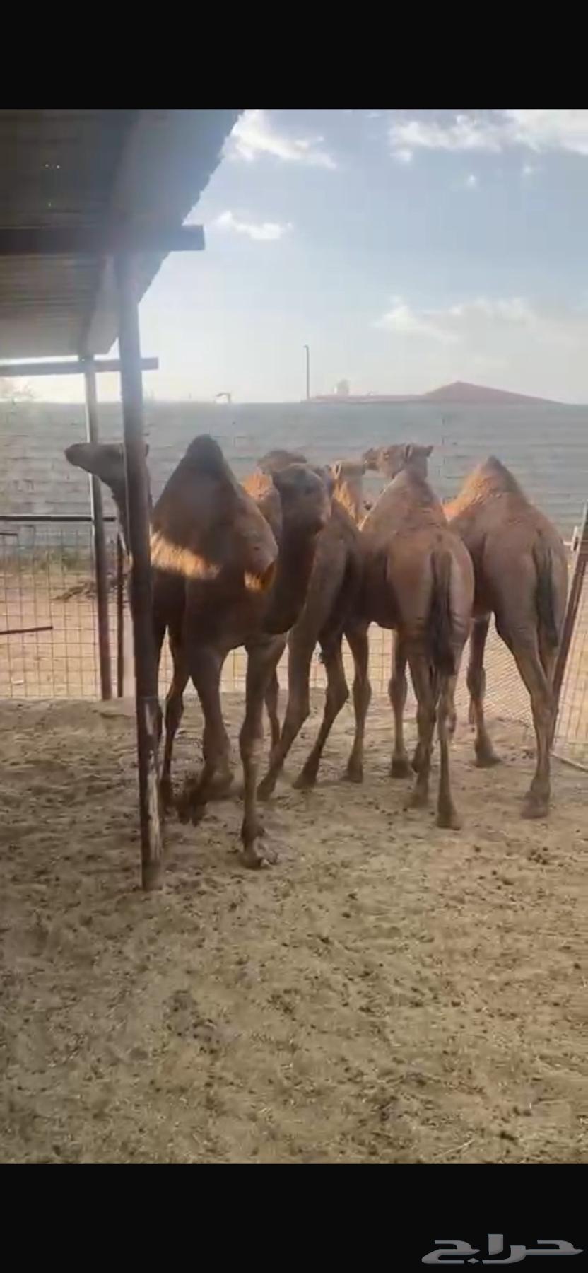Red Seated Camels63673562342017110