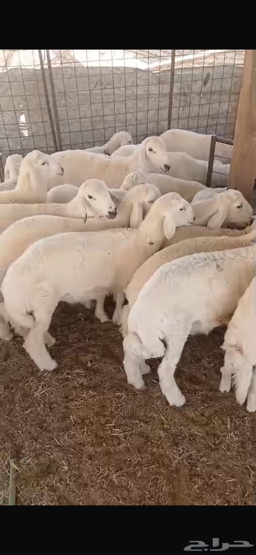 ذبايح ثلاجه ومفاطيح تقييم 90 زبون63669733013891111