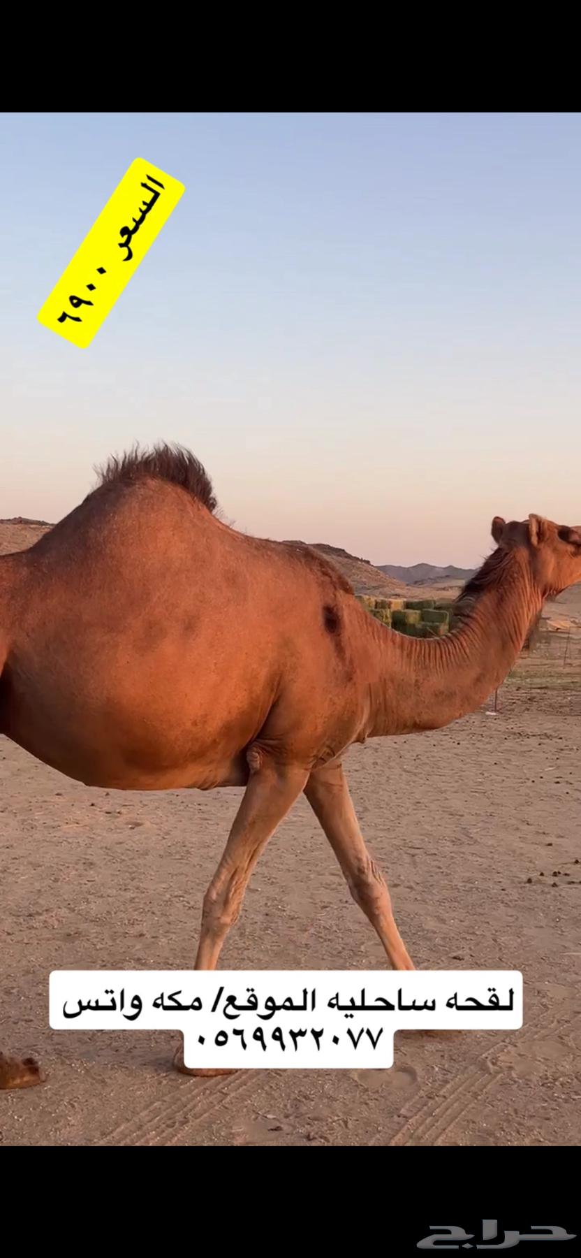ناقه لقحه جنب(( تم البيع ))63668290449282110