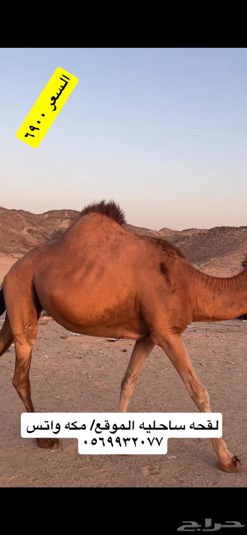 ناقه لقحه جنب(( تم البيع ))63668290449282113