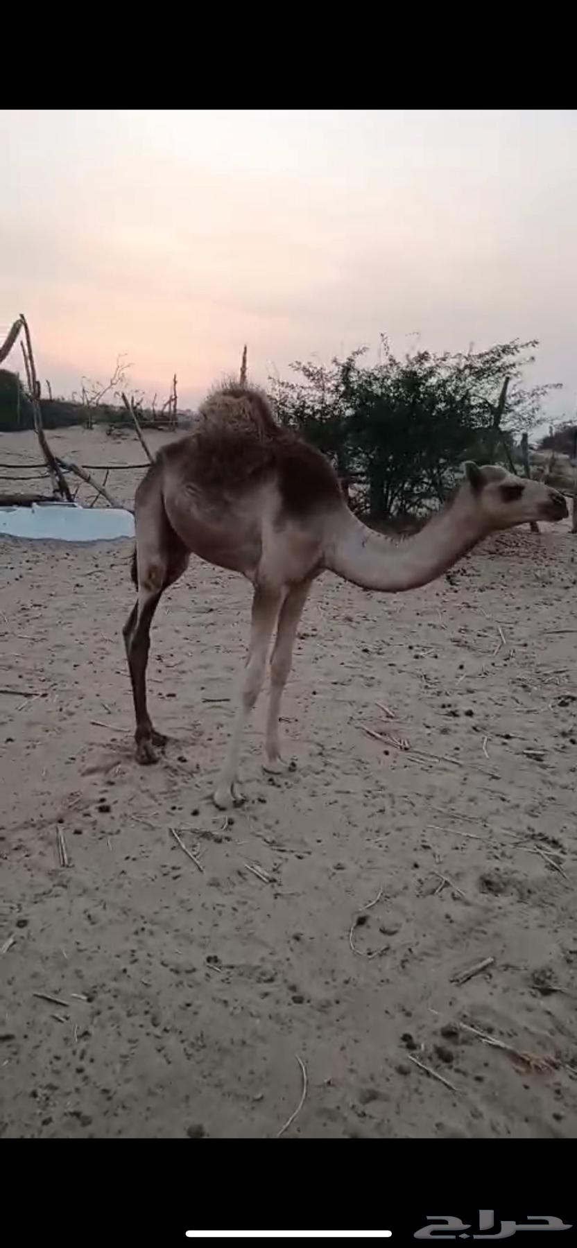 قعودين شحم للبيع63668529949187113