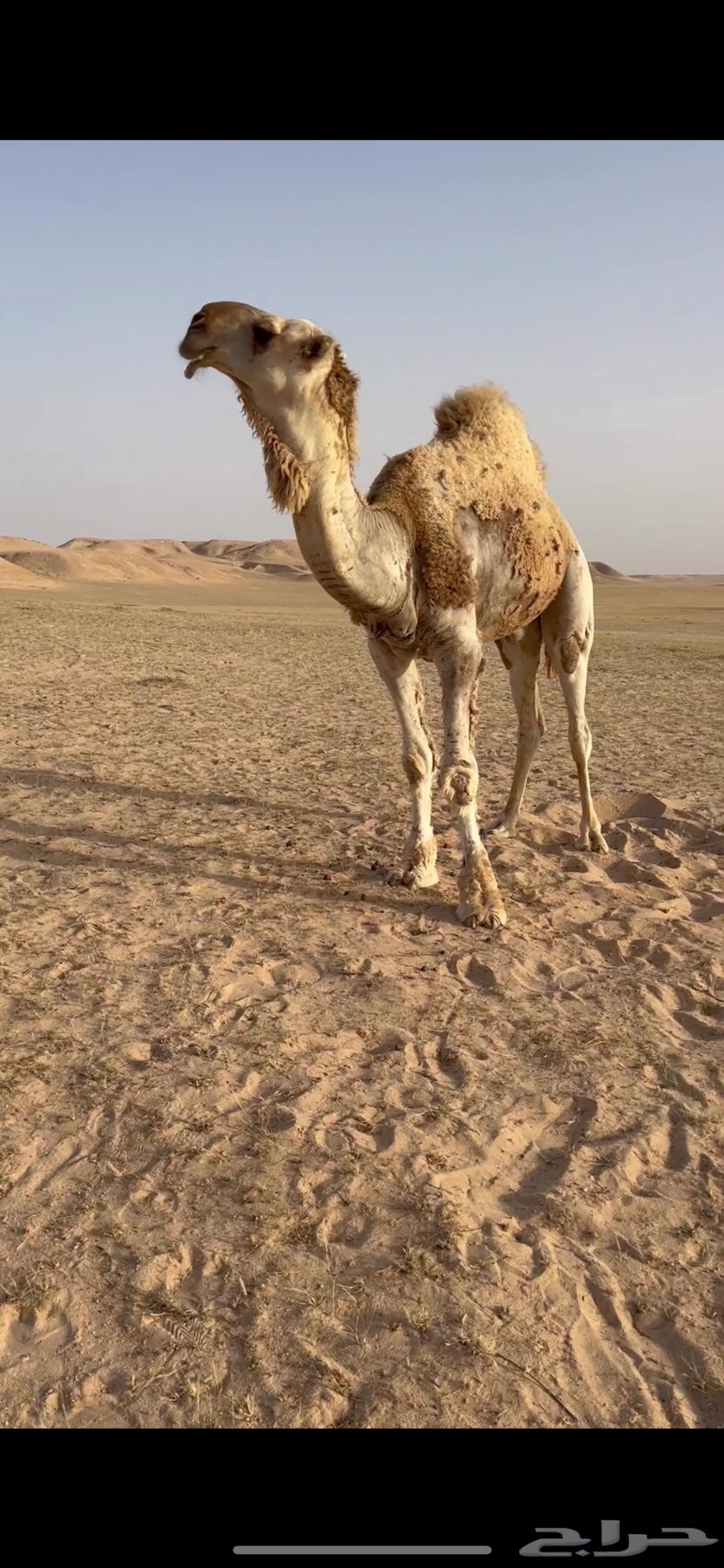 Camel for sale63673280065409110