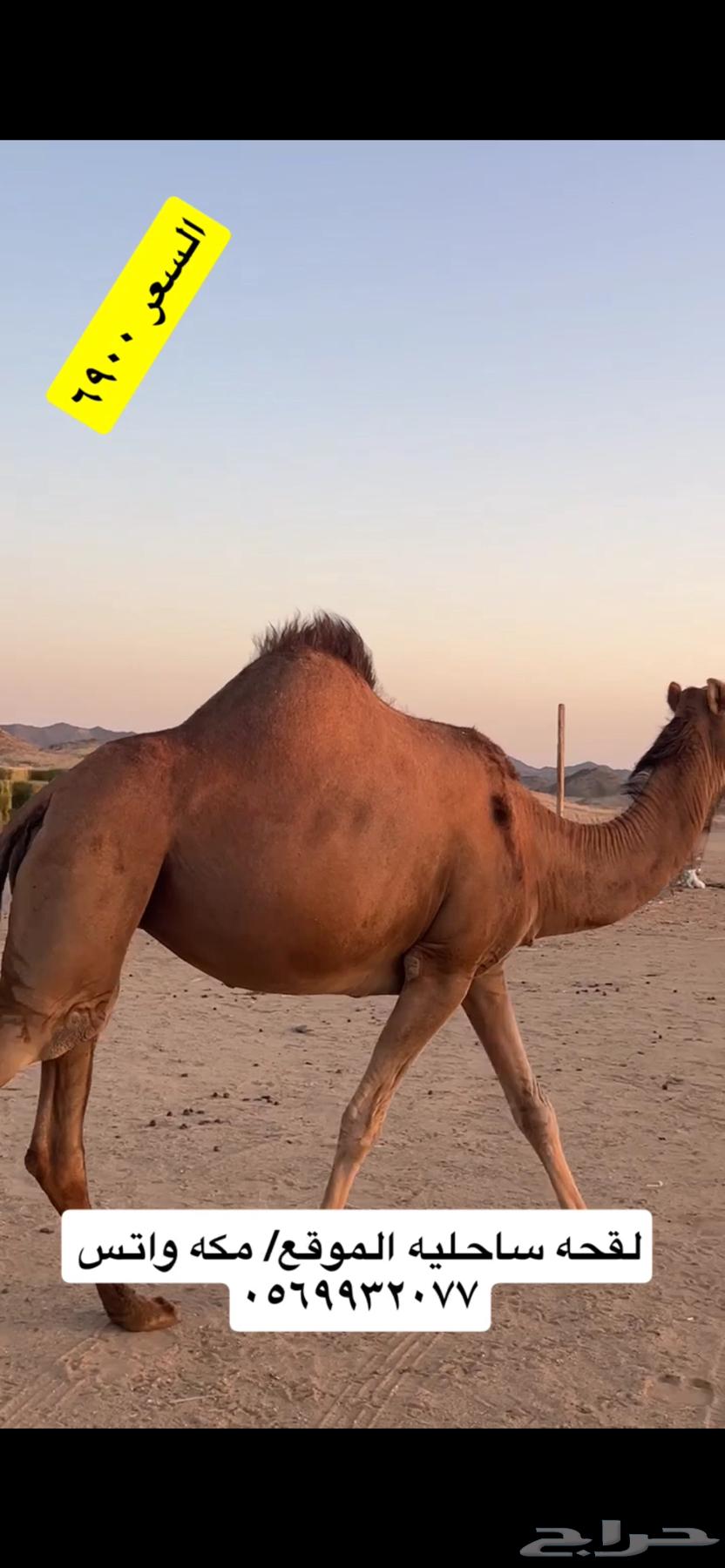 ناقه لقحه جنب(( تم البيع ))63668290449282111