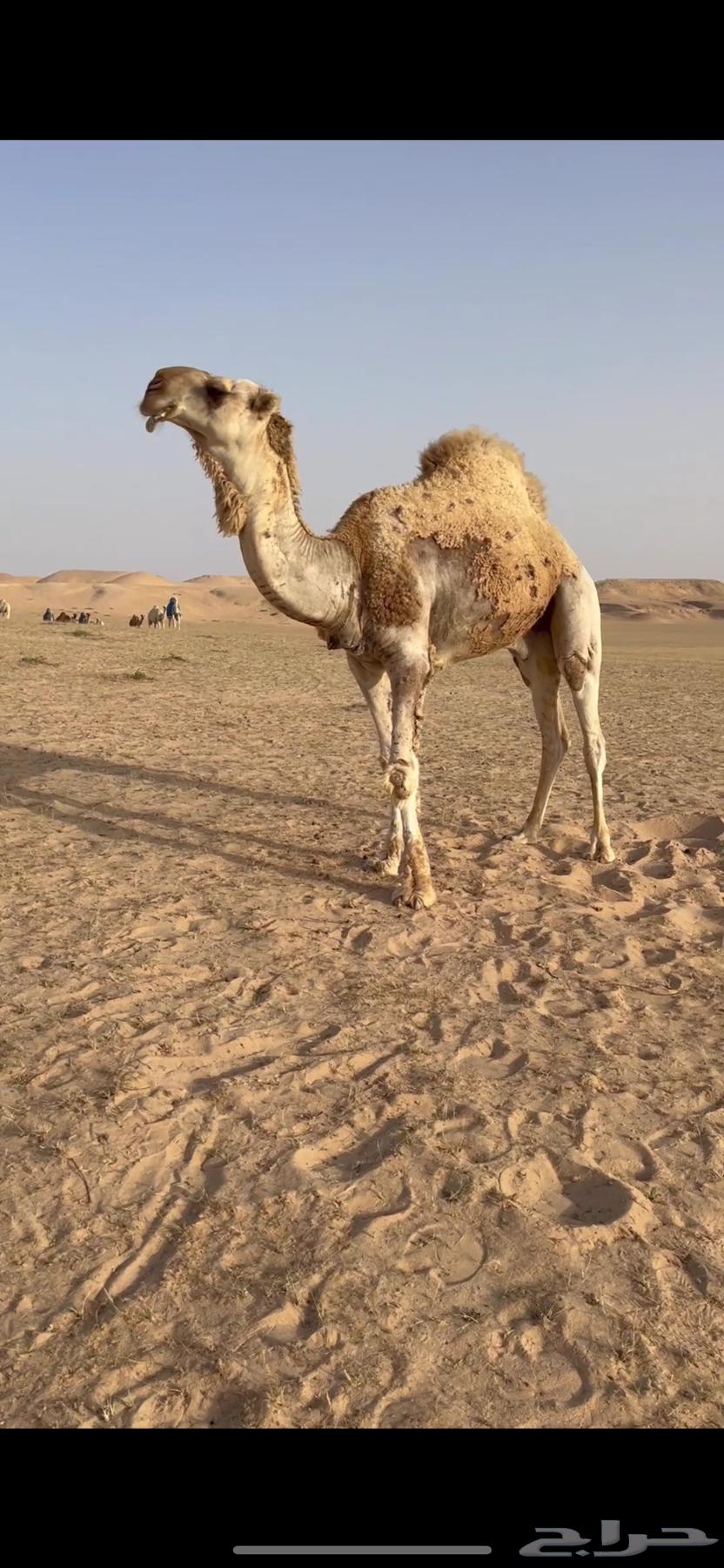 Camel for sale63673280065409111