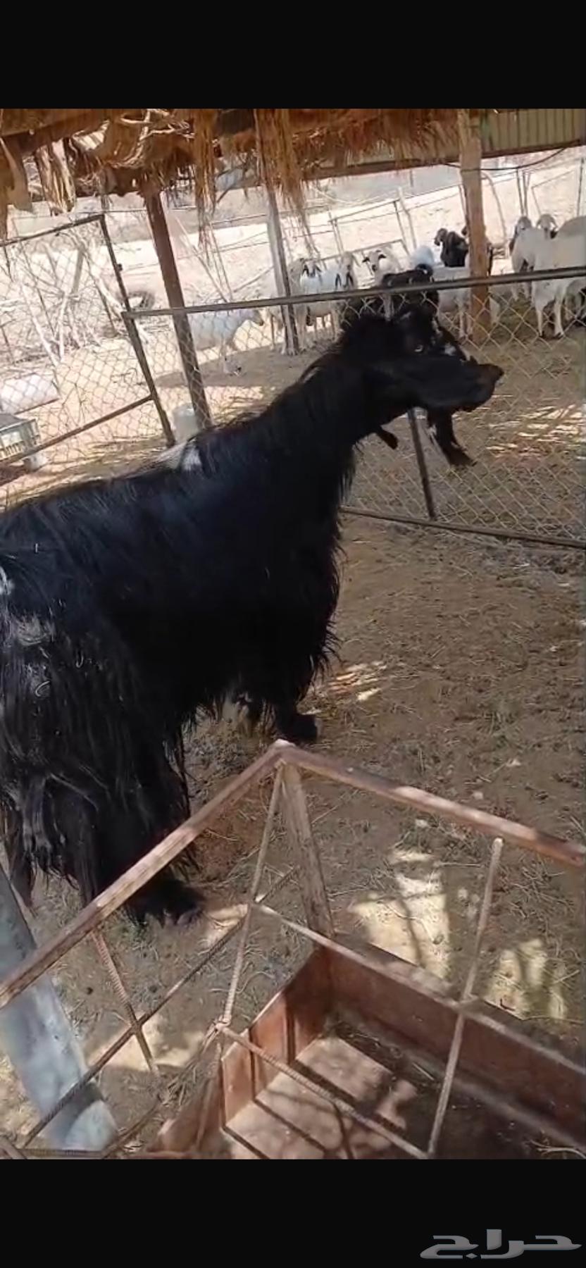 Guaranteed Male Goat63671829422338112