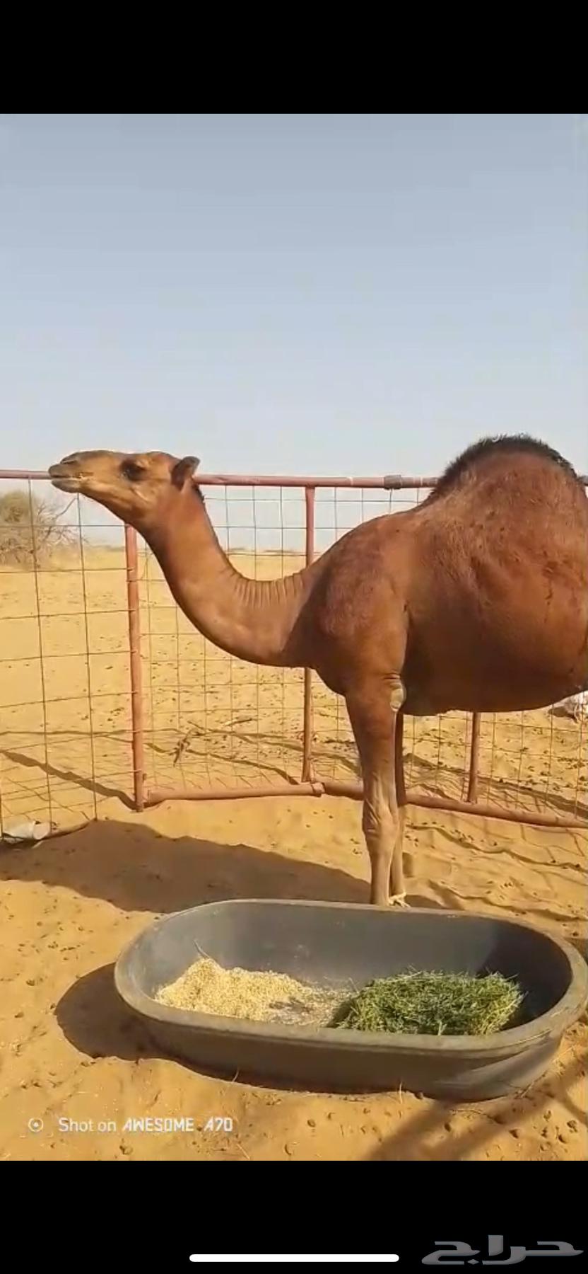 قعود احمر ساحلي63669916887681110