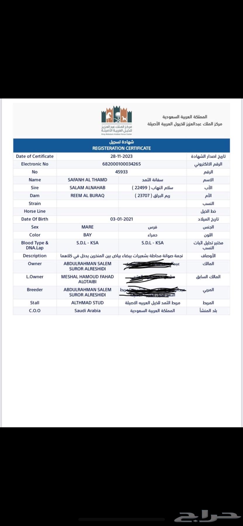 فرس واهو مكس فاخرة63667810226178113