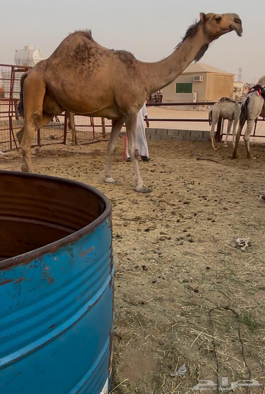 بكستانيه كفو القحه للبيع63673738481539110
