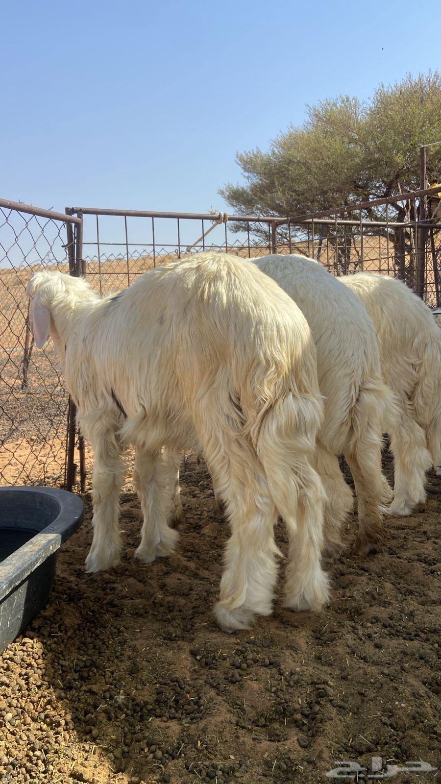 Good quality free-range lambs (Sold)63668529924097113