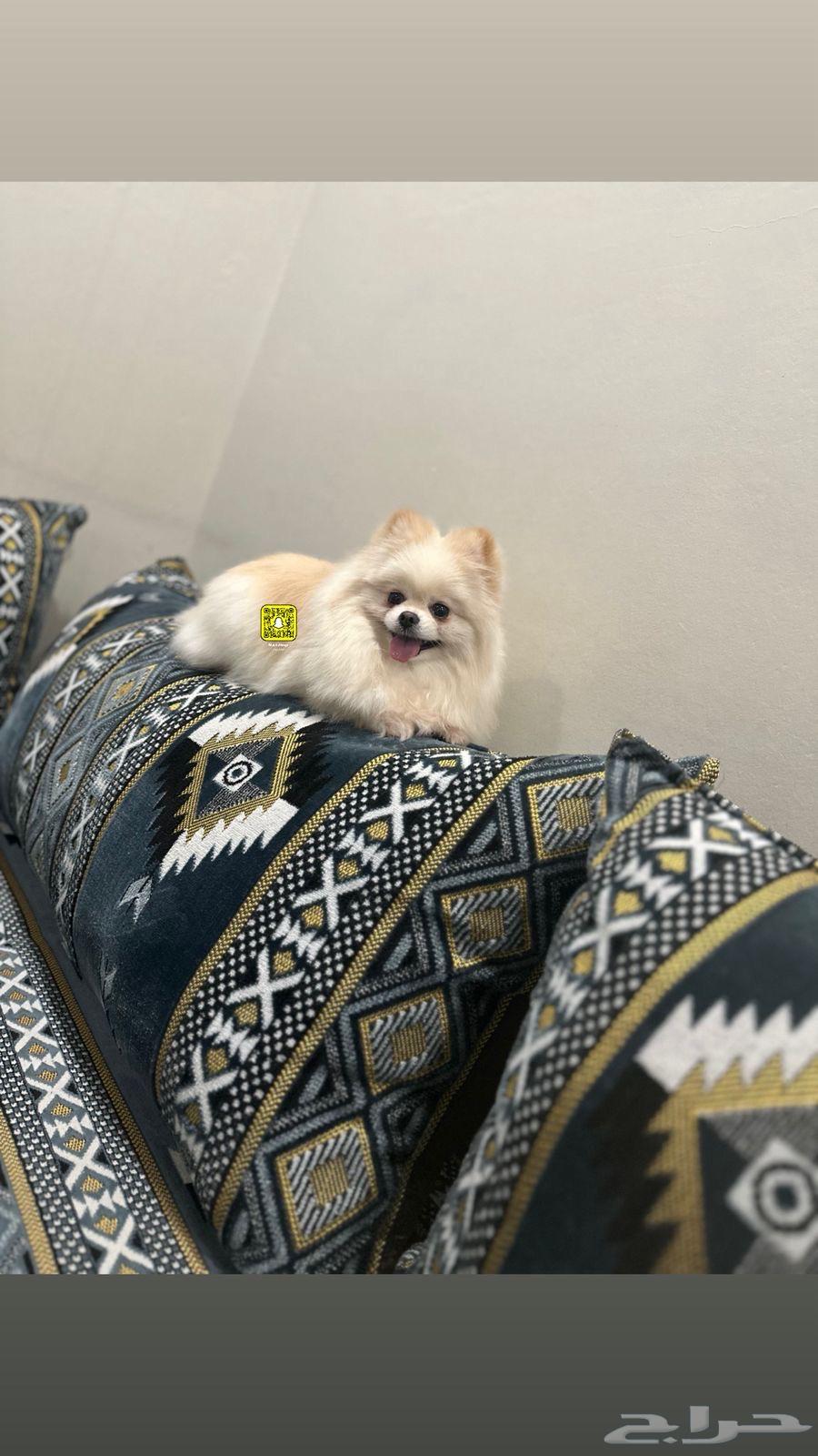 Female Pomeranian63670001043202110