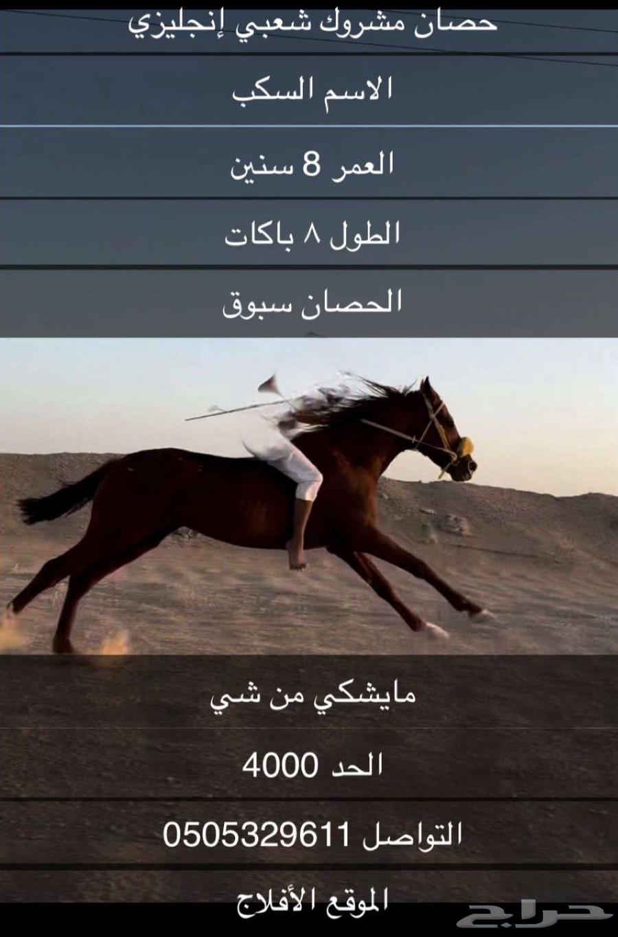 خيل مشروك للبيع63667808994563110