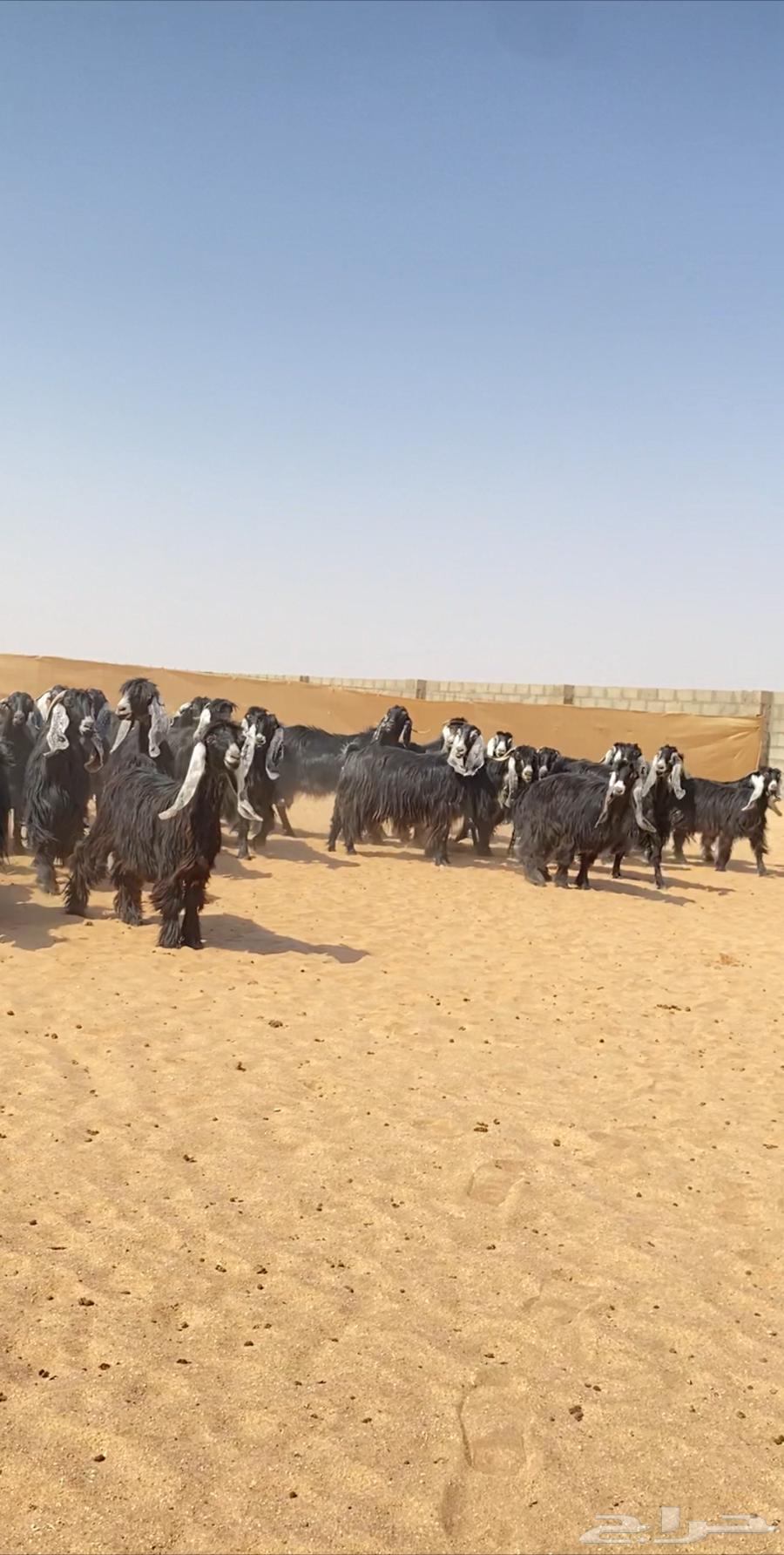معزا عوارض مراح خلفات صنف63671318158339113