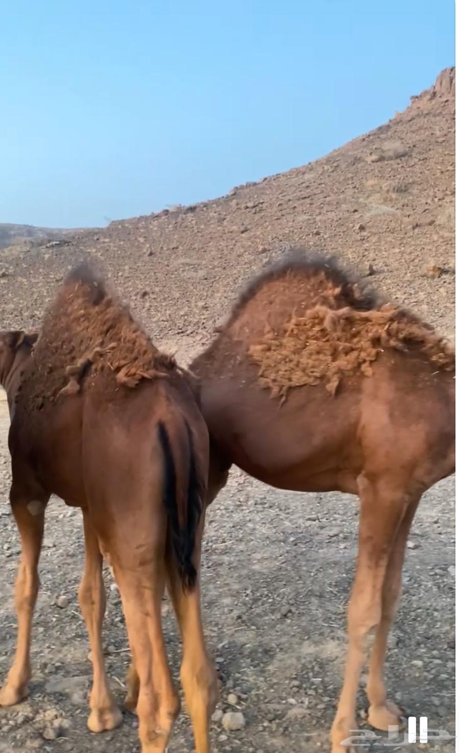 2 قعدان 9 اشهر وبكرة 7 اشهر للبيع63673384645123110