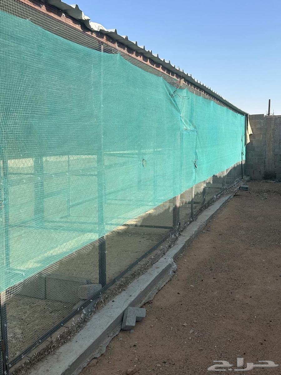 Pigeon and chicken coop63671671042945111