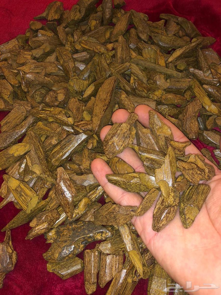 عوده فاخره بسعر طيب63667805597699113