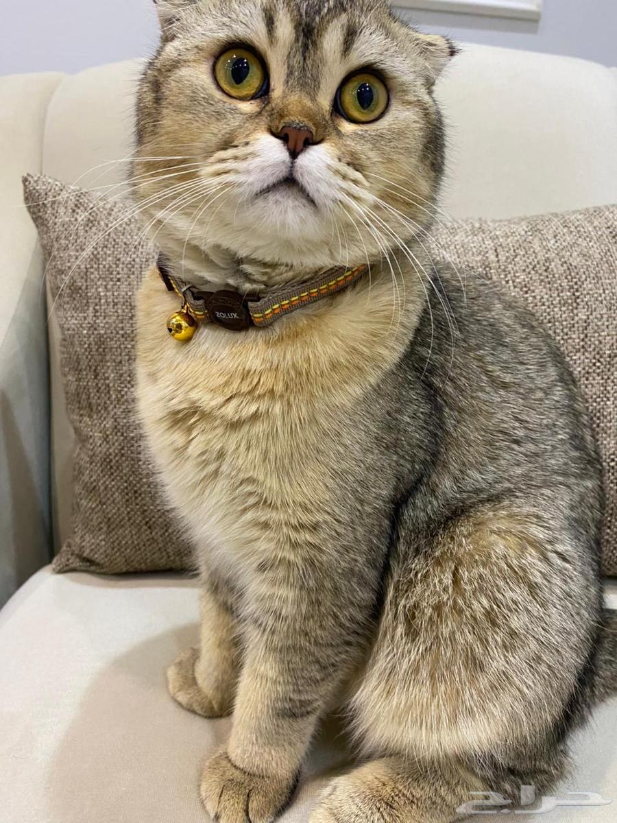 Scottish Fold cat for sale63675512910593111