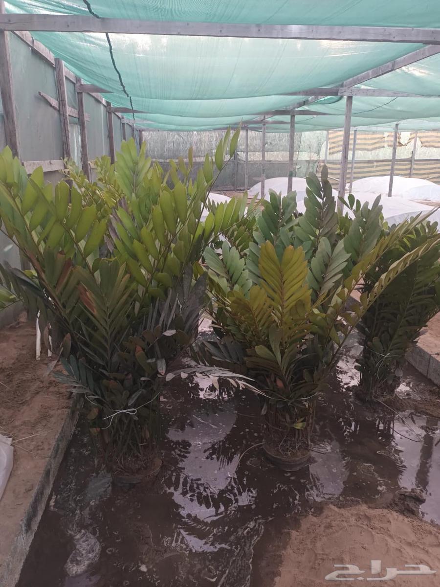 نخيل (شامروبس وكناري فتيشيا ورابس وزمييا ) نخيل زينة فخم63672857847041114