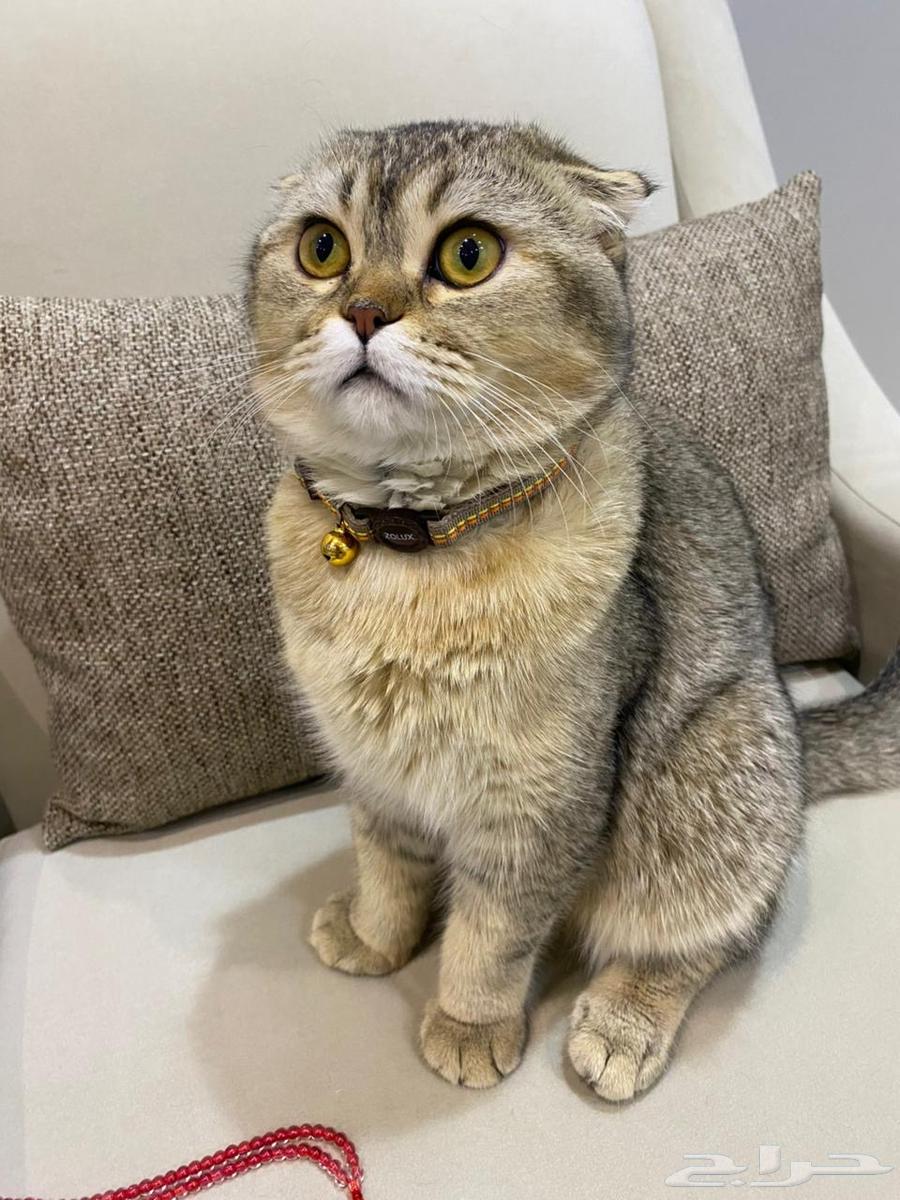 Scottish Fold cat for sale63675512910593110