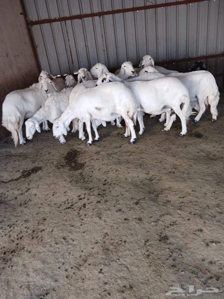 Sheep for sale, Grom Rahiya breed63668529917057111