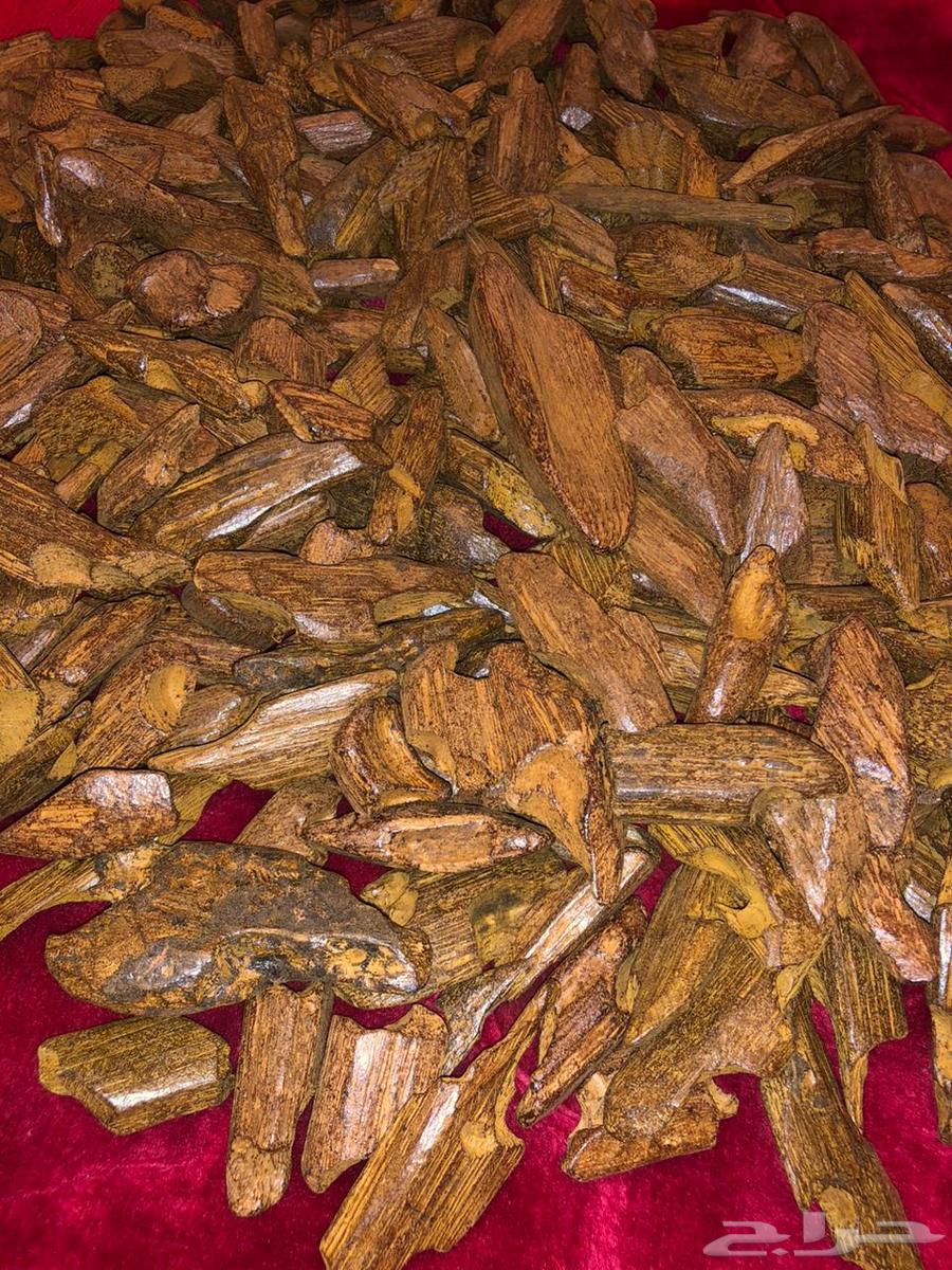 عوده فاخره بسعر طيب63667805597699111