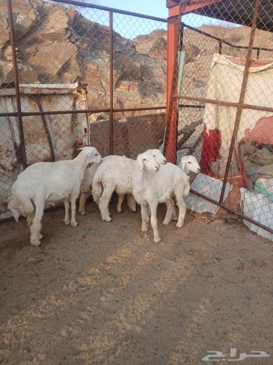 طليان وخرفان للبيع63672855533185111