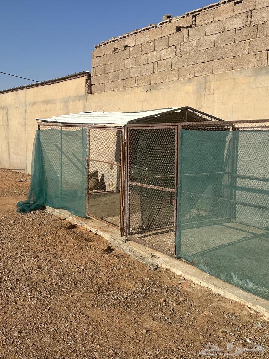 Pigeon and chicken coop63671671042945112