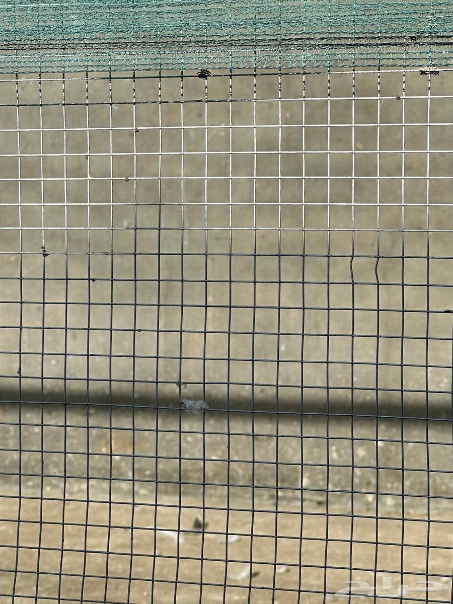 Pigeon and chicken coop63671671042945110