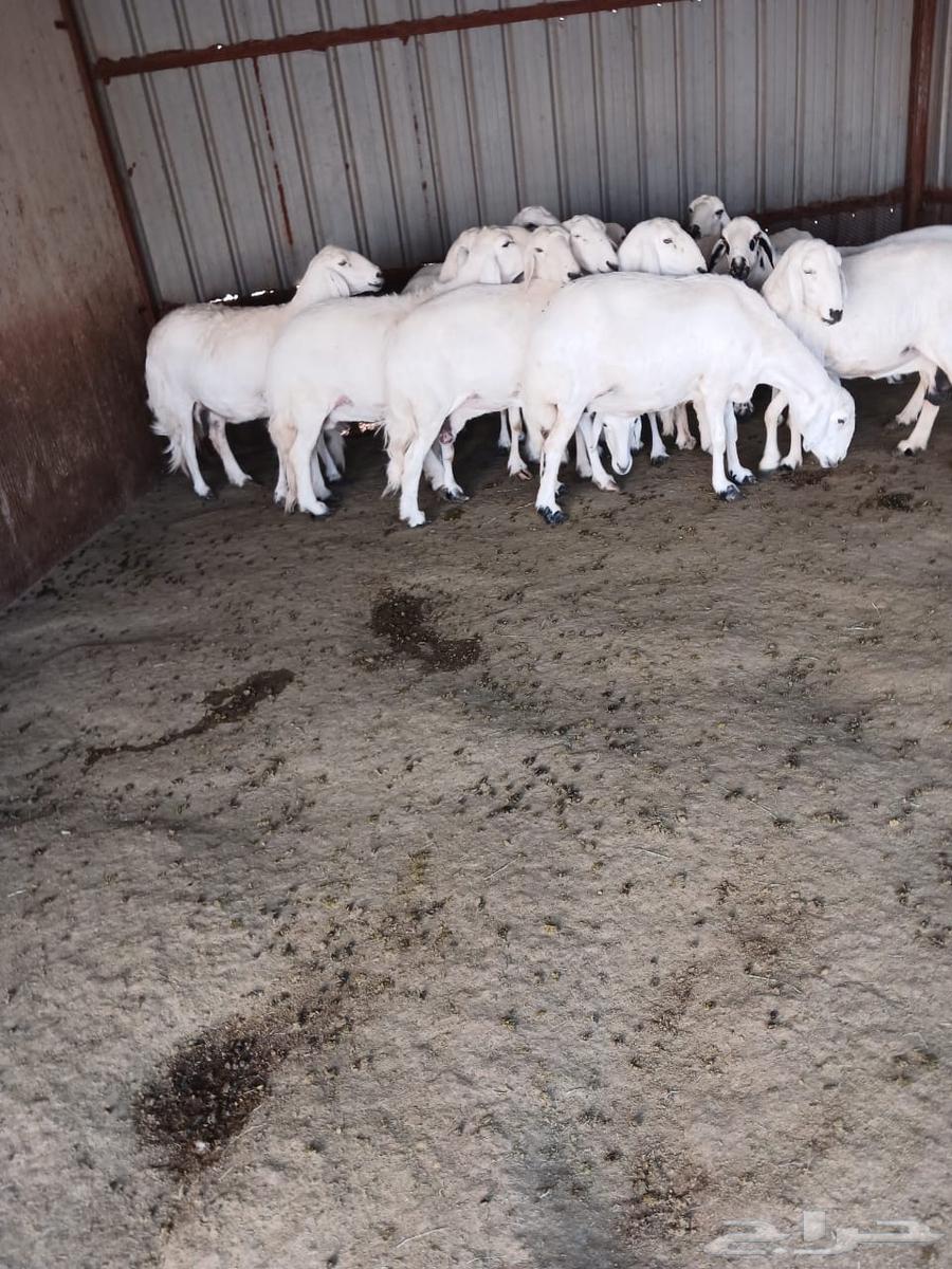 Sheep for sale, Grom Rahiya breed63668529917057112