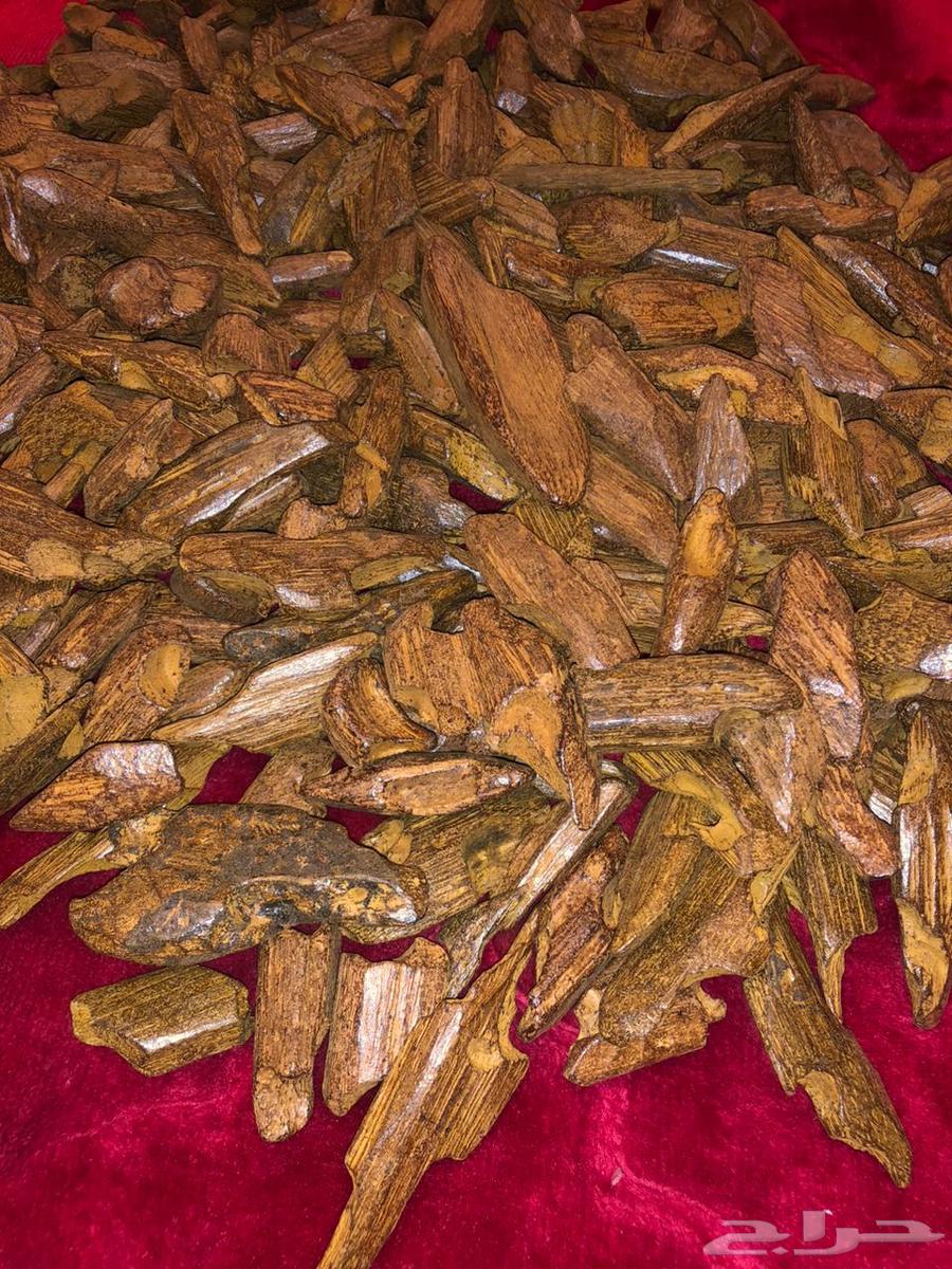 عوده فاخره بسعر طيب63667805597699110