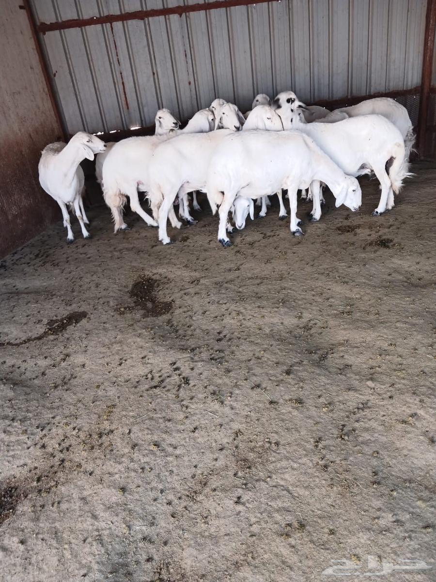 Sheep for sale, Grom Rahiya breed63668529917057113
