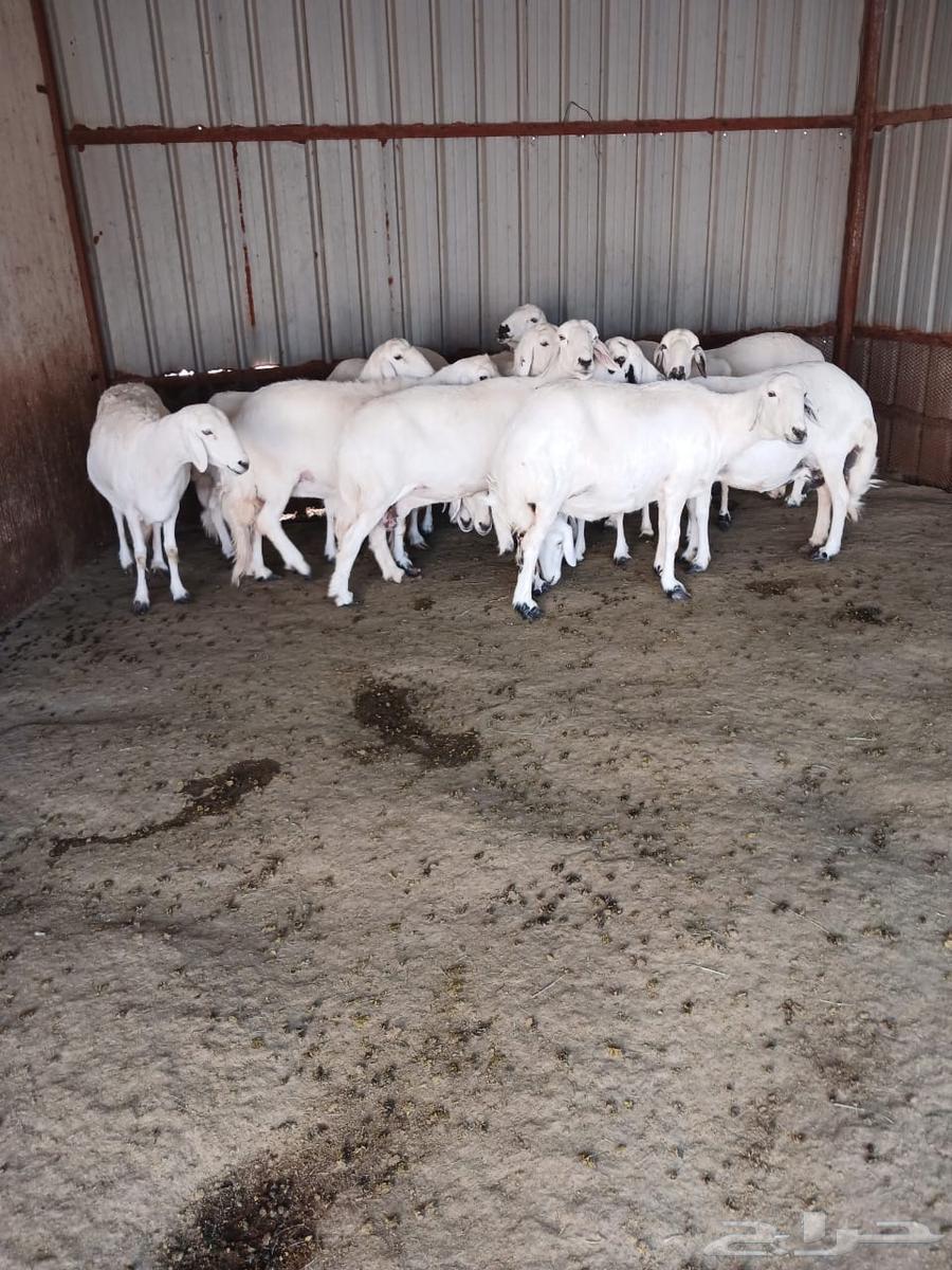 Sheep for sale, Grom Rahiya breed63668529917057114